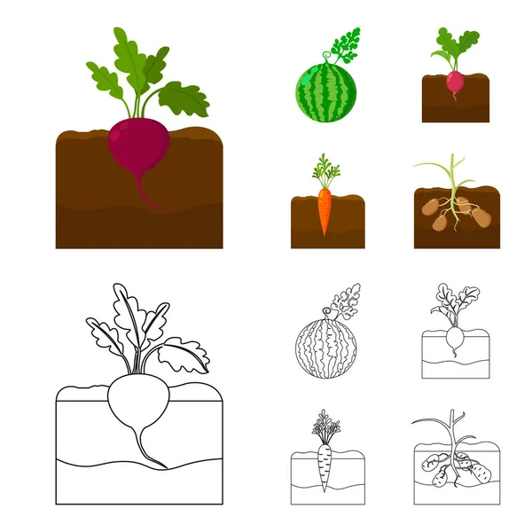 Кавун, редька, морква, картопля. Набір значків колекції рослин у мультфільмі, контурний стиль Векторний символ стокової ілюстрації веб . — стоковий вектор