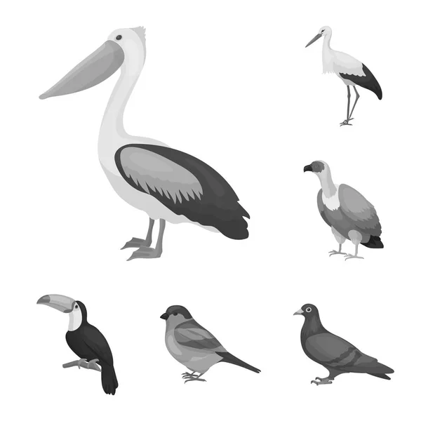 Tipos de pássaros ícones monocromáticos em coleção de conjuntos para design. Home and wild bird vector symbol stock web illustration . — Vetor de Stock