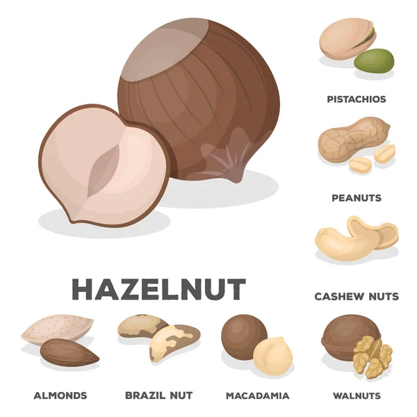 Diferentes tipos de ícones de desenhos animados de nozes na coleção de conjuntos para design.Nut Food vector symbol stock web illustration . — Vetor de Stock