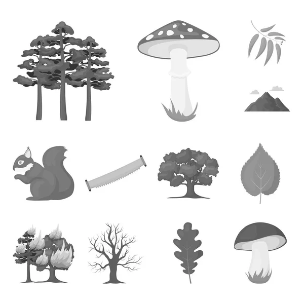 Floresta e natureza ícones monocromáticos em coleção de conjuntos para design. Floresta vida vetor símbolo web ilustração . — Vetor de Stock