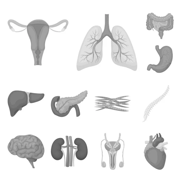 Órgãos internos de um ícones monocromáticos humanos na coleção de jogo do desenho. Anatomia e medicina vetor símbolo web ilustração . — Vetor de Stock