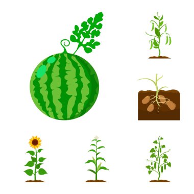 Bitki, sebze karikatür set koleksiyonu tasarım için simgeler. Bahçe ve hasat sembol stok web illüstrasyon vektör.