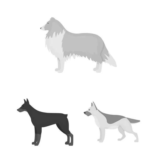 Perro razas iconos monocromáticos en conjunto de colección para design.Dog mascota vector símbolo stock web ilustración . — Vector de stock