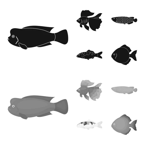 Disco, oro, carpa, koi, esclerópagos, fotmosus.Fish conjunto de iconos de la colección en negro, el estilo monocromo vector símbolo stock ilustración web . — Vector de stock