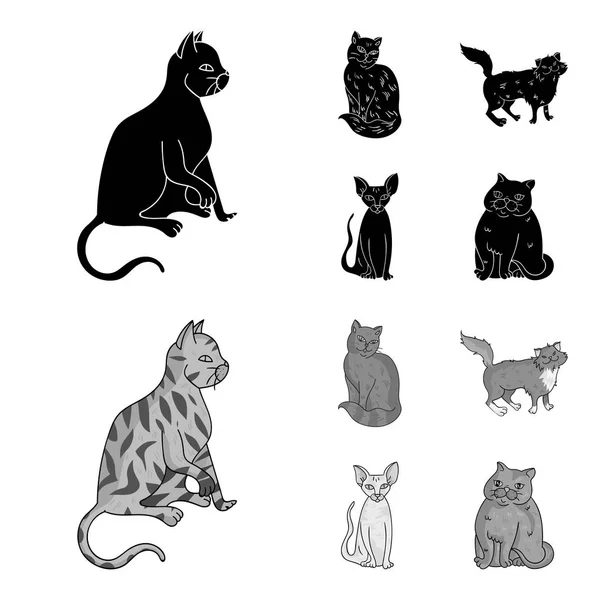 Sphinx, nibelung, chat des forêts nordiques et autres espèces. Chat races set collection icônes en noir, monochrome style vectoriel symbole illustration web . — Image vectorielle