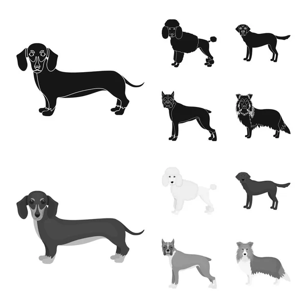 Raças de cães preto, ícones monocromáticos na coleção de conjuntos para design.Dog animal de estimação símbolo web ilustração . — Vetor de Stock