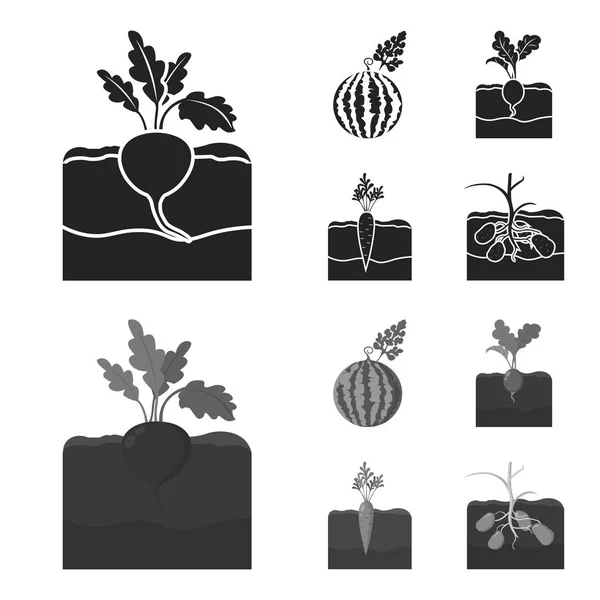 Арбуз, редис, морковь, картошка. Иконки коллекции растений в черном, монохромном стиле векторные символы иконок . — стоковый вектор
