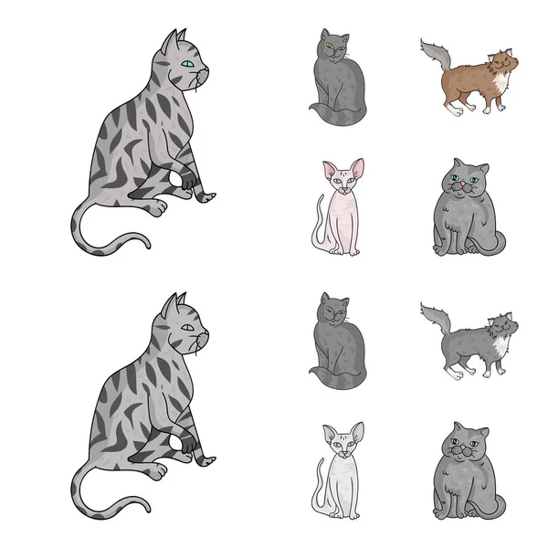 Sfinge, nibelunghi, gatti della foresta norvegese e altre specie. Razze gatto set icone di raccolta in cartone animato, stile monocromatico vettore simbolo stock illustrazione web . — Vettoriale Stock