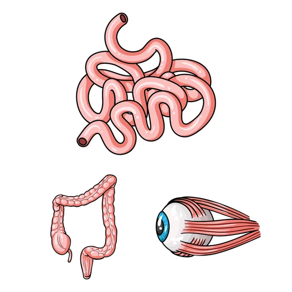 Ανθρώπινα όργανα κινουμένων σχεδίων εικονίδια στη συλλογή σετ για σχεδιασμό. Ανατομία και τα εσωτερικά όργανα σύμβολο μετοχής web εικονογράφηση διάνυσμα. — Διανυσματικό Αρχείο