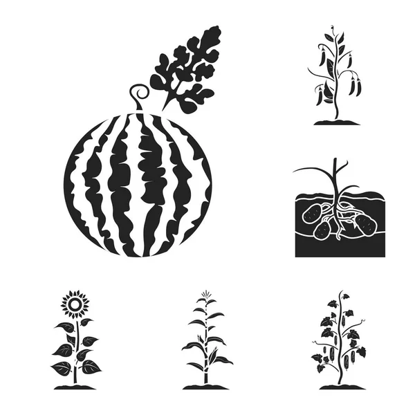Planta, ícones pretos vegetais na coleção de conjuntos para design. Jardim e colheita vetor símbolo web ilustração . —  Vetores de Stock