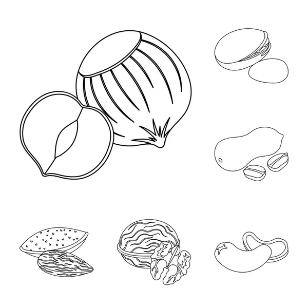 不同种类的螺母轮廓图标集合中的设计。坚果食物矢量符号库存 web 插图. — 图库矢量图片
