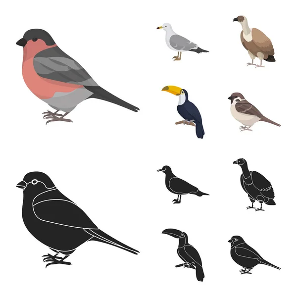 Gaivota, tucano e outras espécies. Birds conjunto coleção ícones em desenhos animados, estilo preto símbolo vetorial ilustração web . — Vetor de Stock