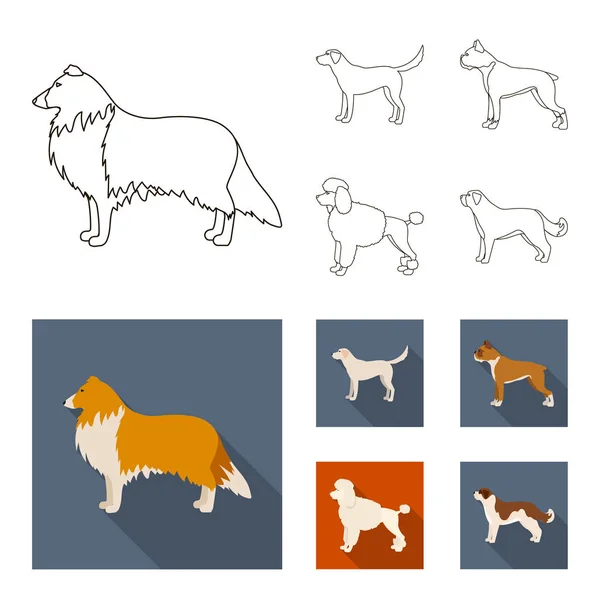 Collie, labrador, pugilista, caniche. Raças de cães definir ícones de coleção em esboço, estilo plano símbolo vetorial web ilustração estoque . — Vetor de Stock