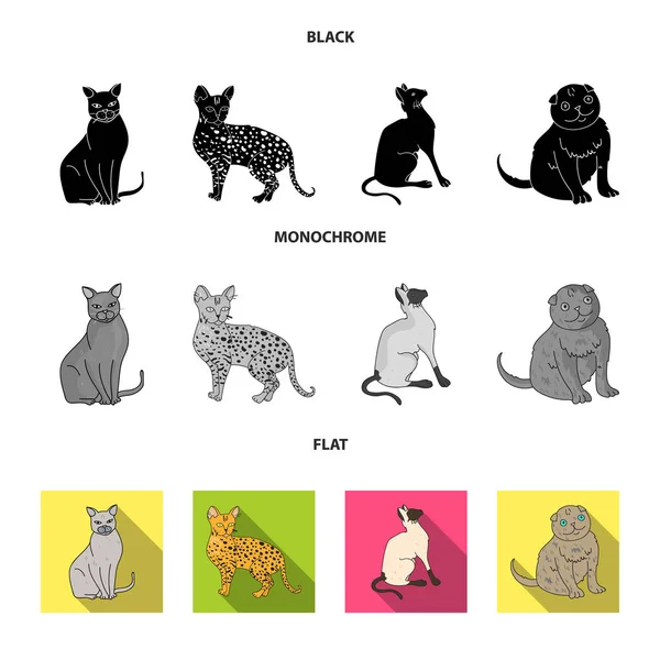 暹罗等物种。猫品种集合图标黑色, 平, 单色风格矢量符号股票插画网站. — 图库矢量图片
