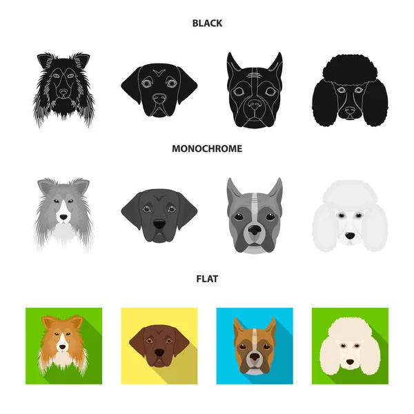 Bozal de diferentes razas de perros. Collie raza perro, lobladore, caniche, boxeador conjunto colección iconos en negro, plano, monocromo estilo vector símbolo stock ilustración web . — Archivo Imágenes Vectoriales