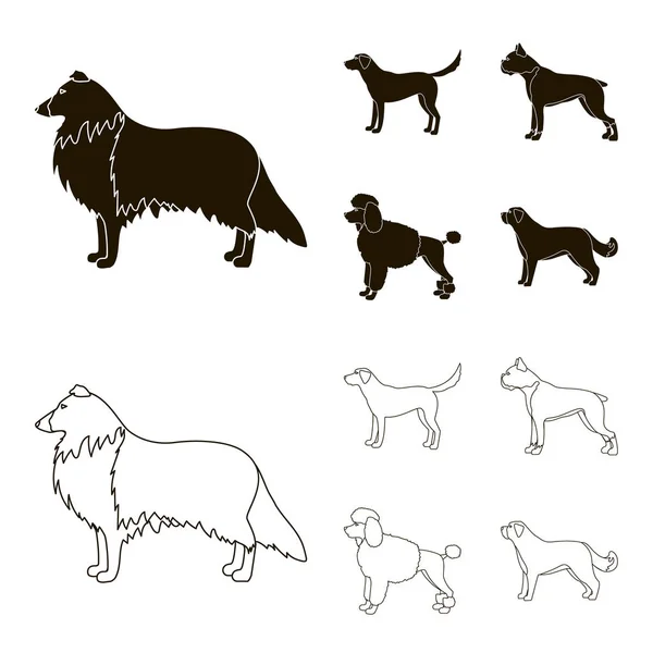 Skót Juhászkutya Labrador Boxer Uszkár Kutyafajták Készlet Gyűjtemény Ikonok Ban — Stock Vector