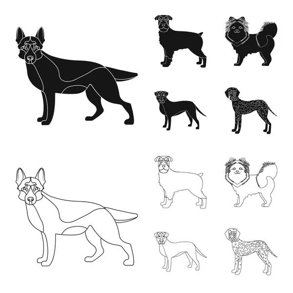Perro razas negro, iconos de contorno en la colección de conjuntos para design.Dog mascota vector símbolo stock web ilustración . — Archivo Imágenes Vectoriales
