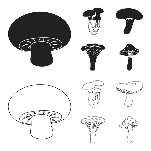 Champignon, miel, agar, russula, chanterelle. set collection icônes en noir, contour style vectoriel symbole stock illustration web . — Image vectorielle