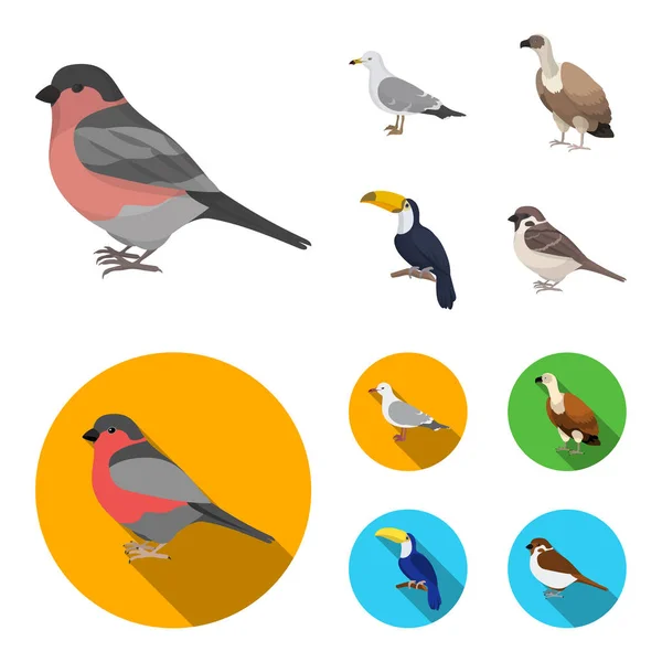Чайка, тукан и другие виды. Птицы устанавливают иконки коллекции в мультфильме, плоский стиль векторных символов фондового иллюстрации веб . — стоковый вектор