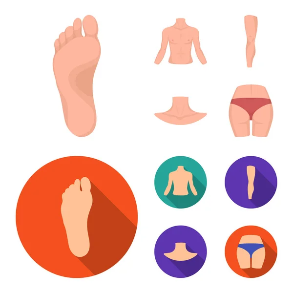 Κορμός, πόδι, αυχένα και τους γλουτούς. Μέρη του σώματος που συλλογή εικονιδίων στο καρτουν, επίπεδη στυλ διάνυσμα σύμβολο μετοχής εικονογράφηση web. — Διανυσματικό Αρχείο
