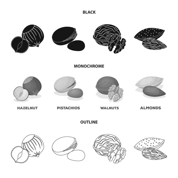 Avellana, pistachos, nuez, almendras. Diferentes tipos de nueces establecen iconos de colección en negro, monocromo, contorno estilo vector símbolo stock ilustración web . — Vector de stock