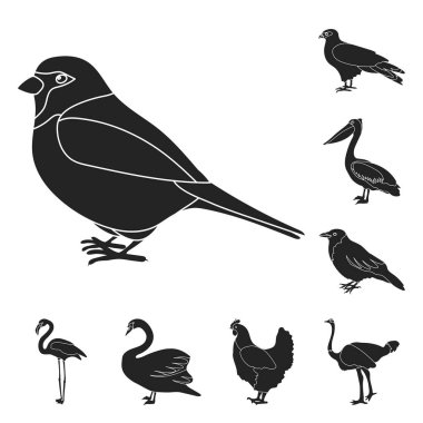 Kuş türleri set koleksiyonu tasarım için simgeler siyah. Ev ve vahşi kuş vektör simge stok web çizim.