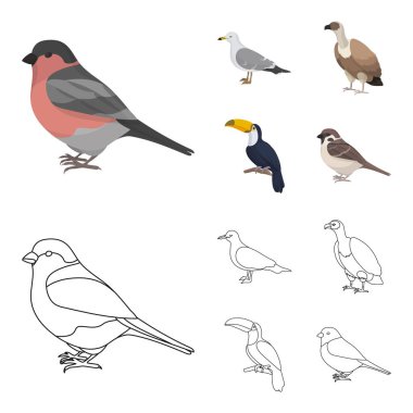 Martı, Tukan ve diğer türler. Kuşlar çizgi film, anahat stili vektör simge stok çizim web simgeler ayarla.