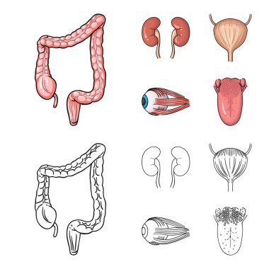 Böbrek, mesane, gözü, dili. İnsan organlarını toplama simgeler çizgi film, anahat stili vektör simge stok çizim web ayarla..