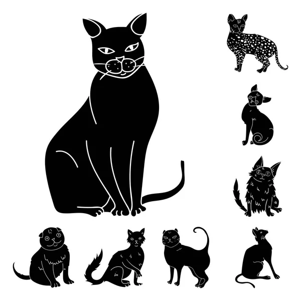 Rassen van katten zwarte pictogrammen in set collectie voor design. Huisdier kat vectorillustratie symbool voorraad web. — Stockvector