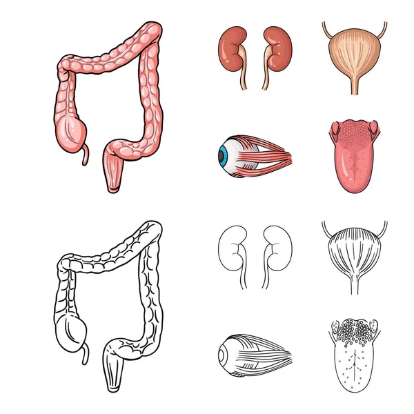 Riñón, vejiga, globo ocular, lengua. Los órganos humanos establecen iconos de colección en dibujos animados, contorno estilo vector símbolo stock ilustración web . — Vector de stock