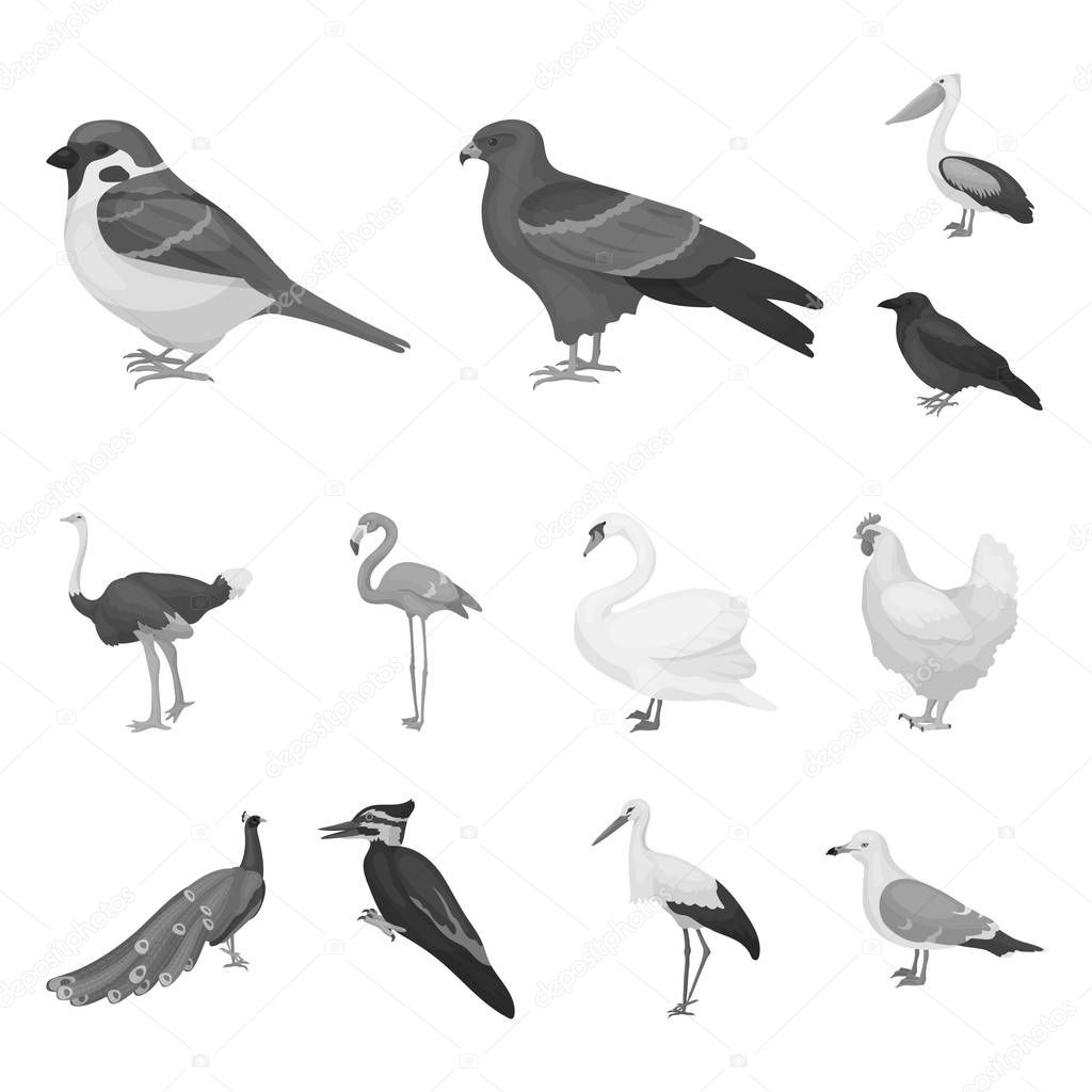 Types of birds monochrome icons in set collection for design. Home and wild bird vector symbol stock  illustration.