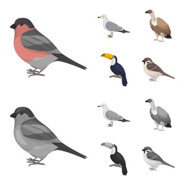 Martı, Tukan ve diğer türler. Kuşlar çizgi film, tek renkli stil vektör simge stok çizim web simgeler ayarla.