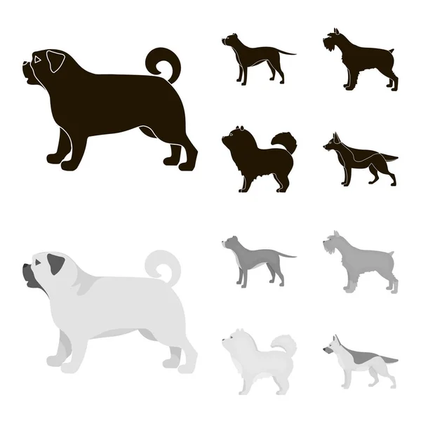 Pit bull, pastor alemán, chow chow, schnauzer. Perro razas conjunto colección iconos en negro, monocromo estilo vector símbolo stock ilustración web . — Vector de stock