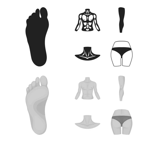 胴体、足、首とお尻。体の部分は黒、白黒スタイル ベクトル シンボル ストック イラスト web でコレクションのアイコンを設定します。. — ストックベクタ