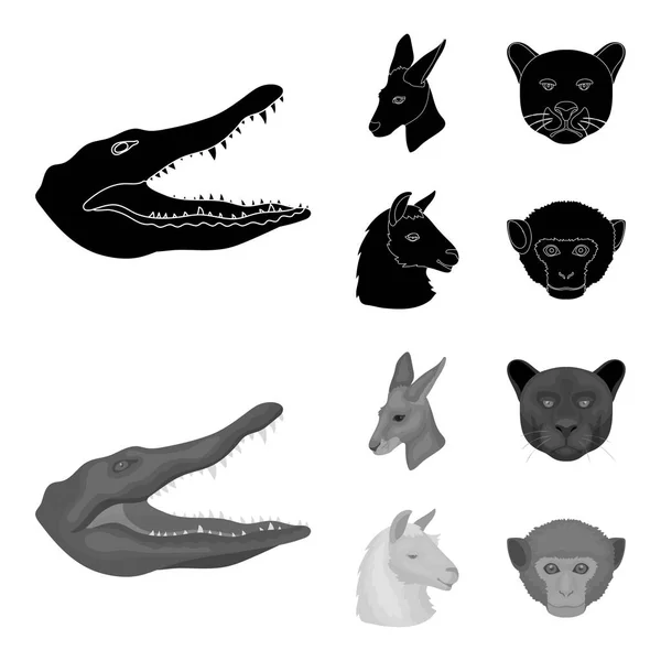 Canguros, llamas, monos, panteras, animales realistas conjunto de iconos de colección en negro, el estilo monocromo vector símbolo stock illustration web . — Archivo Imágenes Vectoriales