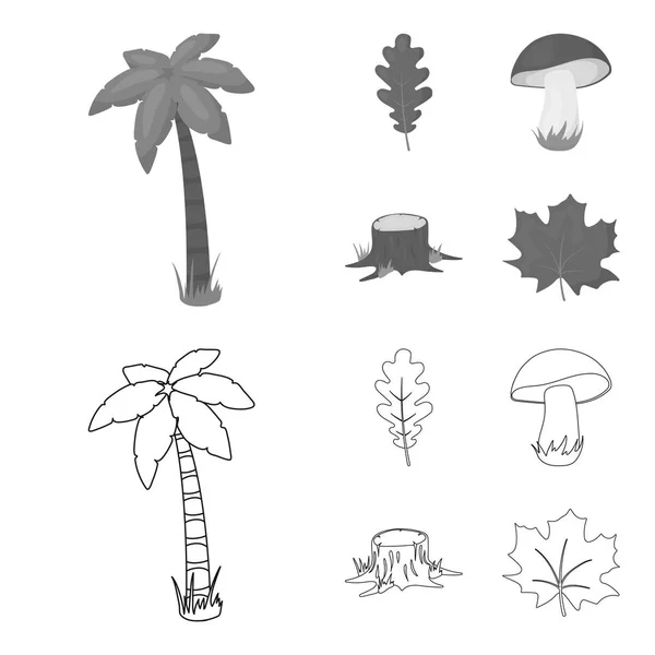 Hoja de roble, seta, tocón, hoja de arce. Iconos de colección de conjuntos forestales en el contorno, el estilo monocromo vector símbolo stock illustration web . — Vector de stock