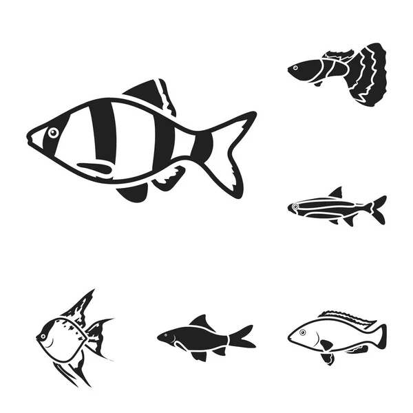 Different types of fish black icons in set collection for design. Marine and aquarium fish vector symbol stock web illustration. — Stock Vector