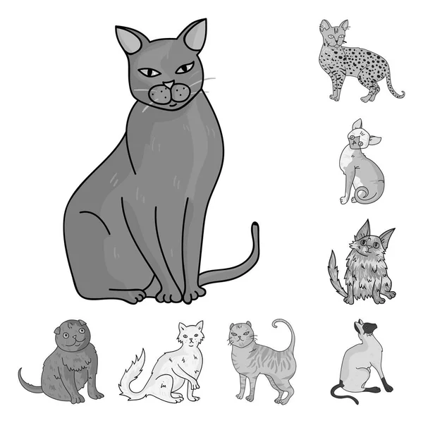 Raças de gatos ícones monocromáticos em coleção de jogo de desenho. Pet gato vetor símbolo web ilustração . — Vetor de Stock