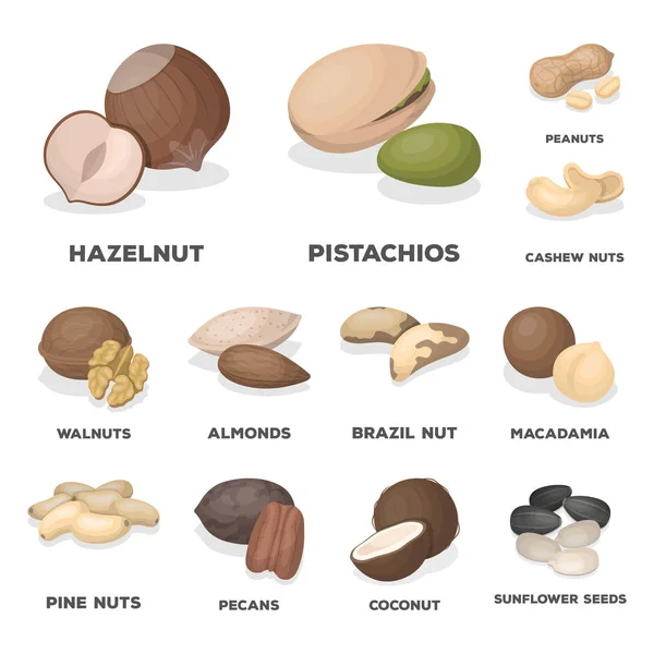 Diferentes tipos de ícones de desenhos animados de nozes na coleção de conjuntos para design.Nut Food vector symbol stock web illustration . — Vetor de Stock