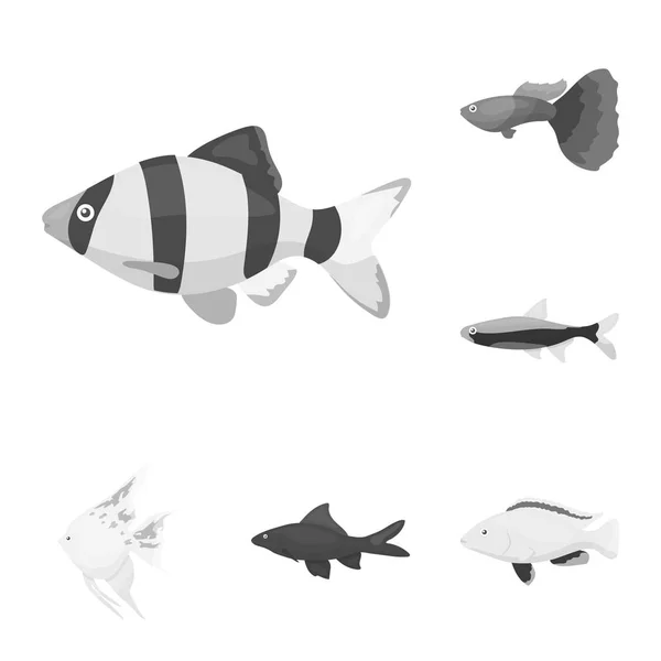 魚デザインのセットのコレクションのモノクロ アイコンの種類。水族館と海洋魚ベクトル シンボル ストック web イラスト. — ストックベクタ
