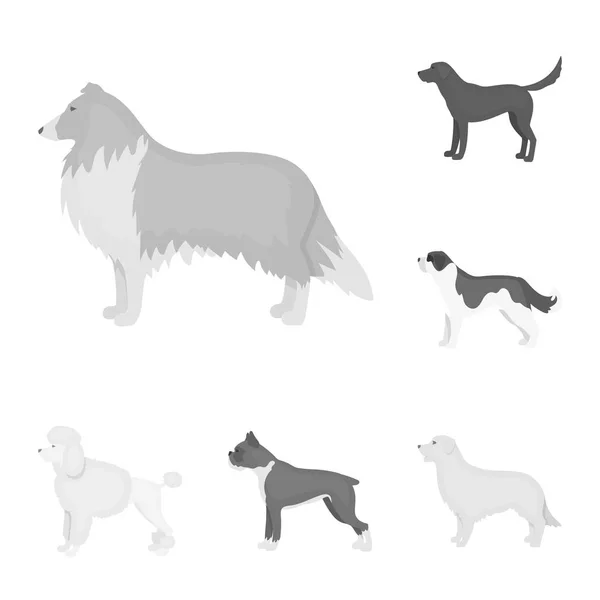 Hundraser svartvita ikoner i set samling för design. Hund husdjur vektor symbol lager web illustration. — Stock vektor