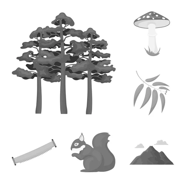 Floresta e natureza ícones monocromáticos em coleção de conjuntos para design. Floresta vida vetor símbolo web ilustração . — Vetor de Stock