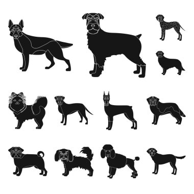 Köpek ırkları set koleksiyonu tasarım için simgeler siyah. Köpek evde beslenen hayvan vektör simge stok web çizim.