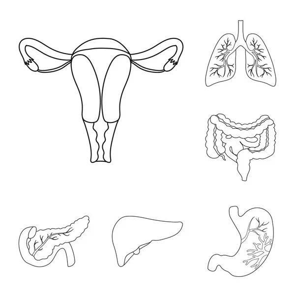 Innere Organe eines menschlichen Umrisses Ikonen in Set Sammlung für Design. Anatomie und Medizin Vektor Symbol Stock Web Illustration. — Stockvektor