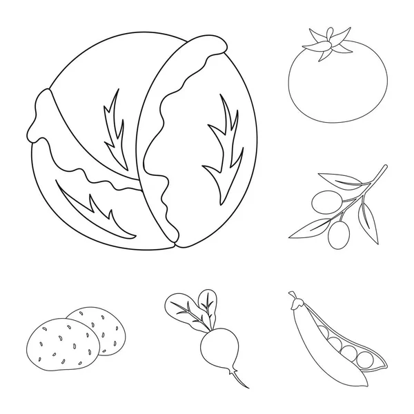 Diferentes tipos de ícones de contorno de vegetais na coleção de conjuntos para design. Vegetais e vitaminas símbolo vetorial web ilustração . — Vetor de Stock