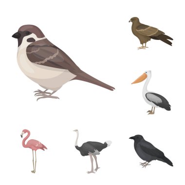 Kuş türleri set koleksiyonu tasarım için simgeleri karikatür. Ev ve vahşi kuş vektör simge stok web çizim.