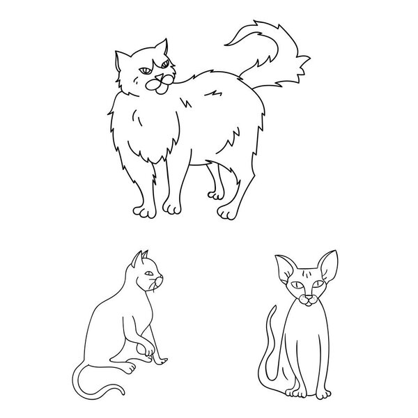 Breeds of cats outline icons in set collection for design. Pet cat vector symbol stock web illustration.