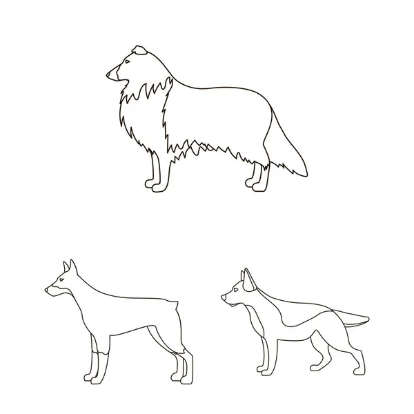 Razze cane contorno icone in collezione set per design.Dog pet vettore simbolo stock web illustrazione . — Vettoriale Stock