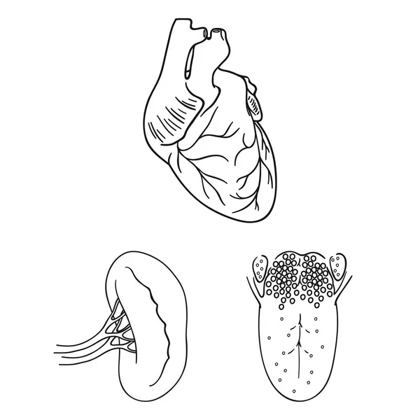 Órgãos humanos delineiam ícones na coleção de conjuntos para design. Anatomia e órgãos internos símbolo vetorial web ilustração . — Vetor de Stock