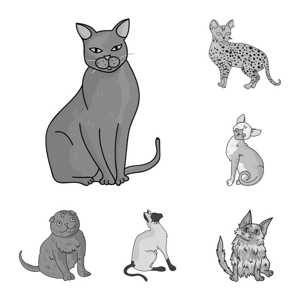 Raças de gatos ícones monocromáticos em coleção de jogo de desenho. Pet gato vetor símbolo web ilustração . — Vetor de Stock